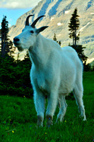 Mountain Goat