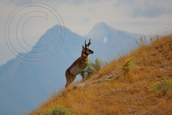 Pronghorn-Buck