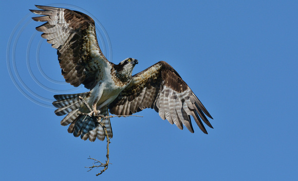 Osprey-building the nest
