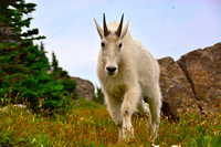 Mountain Goat