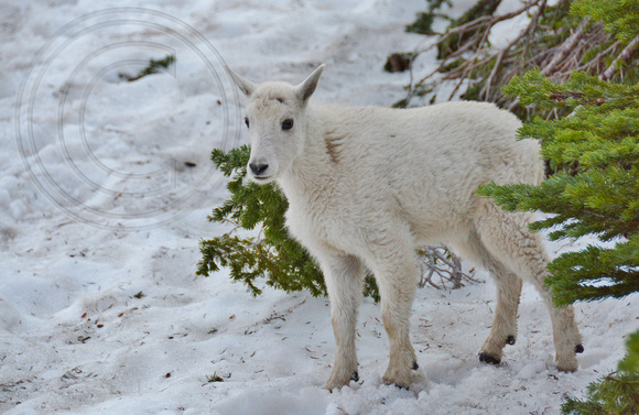 Mountain Goat Kid-Glacier Park