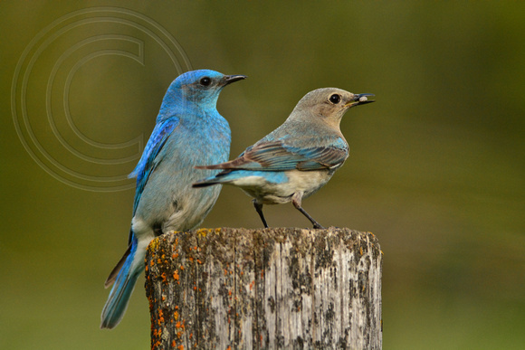 Mountain Bluebird- pair
