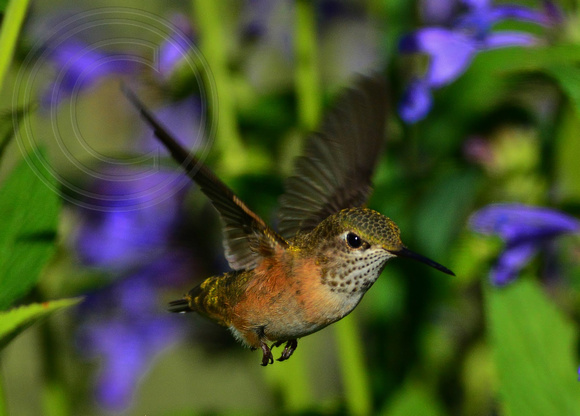 Hummingbird-Rufus