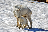 Mountain Goat-Female with baby