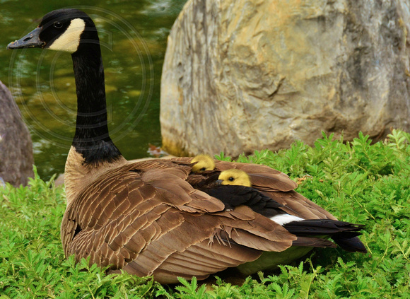 Goose-with gosling