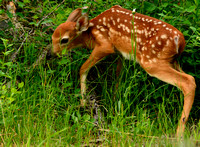 Whitetail Deer-Fawn