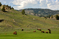 Bison-Yellowstone