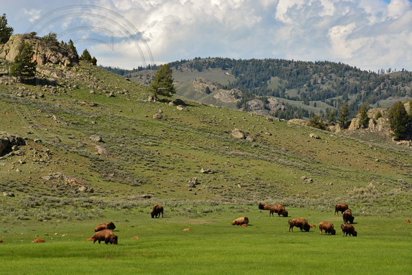 Bison-Yellowstone