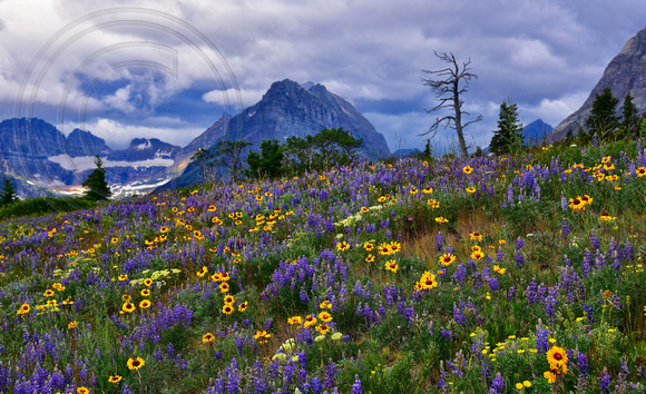 Glacier Park Wildflowers