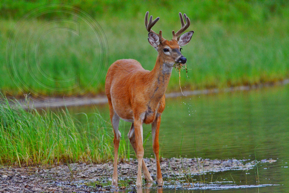 Whitetail Deer-Buck