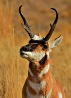 Pronghorn