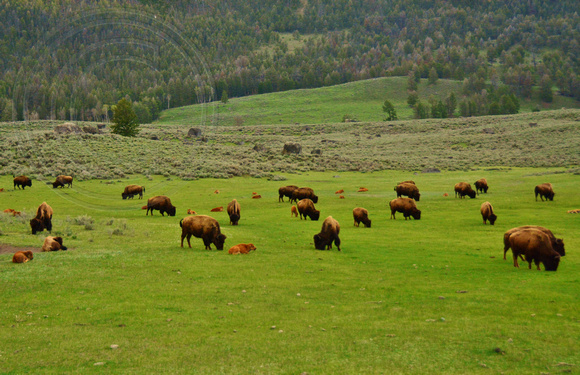 Bison-Yellowstone