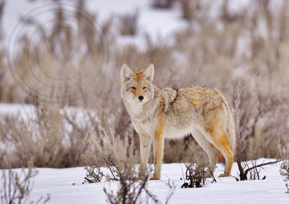 Fox Yellowstone