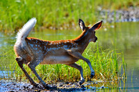 Whitetail Deer-Fawn