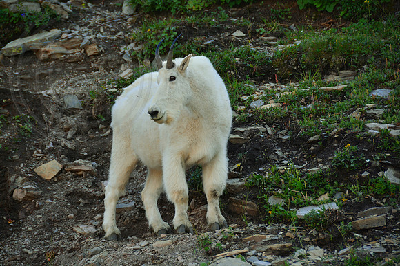 Mountain Goat