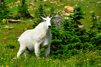 Mountain Goat