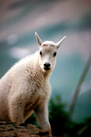 Mountain Goat-Kid