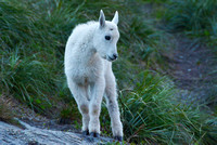 Mountain Goat Kid-Glacier Park