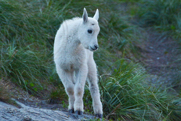Mountain Goat Kid-Glacier Park