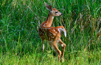 Whitetail-Fawn