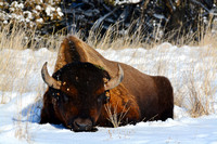 Bison-National Bison Range