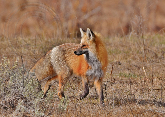 Red Fox Yellowstone