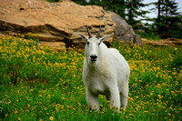 Mountain Goat