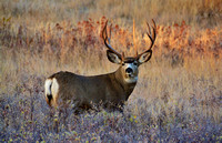 Mule Deer Buck