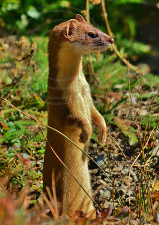 Black Tailed Weasel