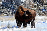 Bison