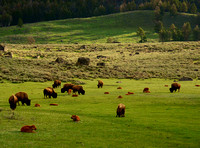 Bison-Yellowstone