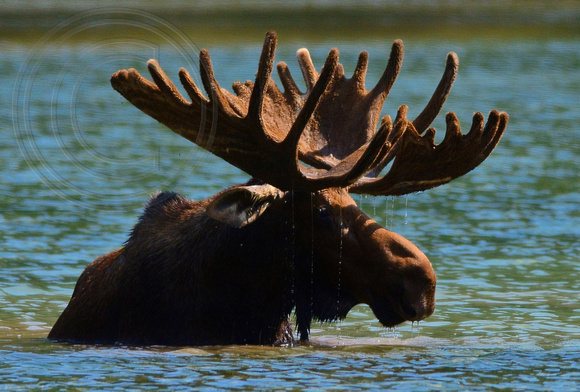 Moose-Bull