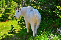 Mountain Goat