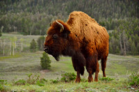 Bison-Female