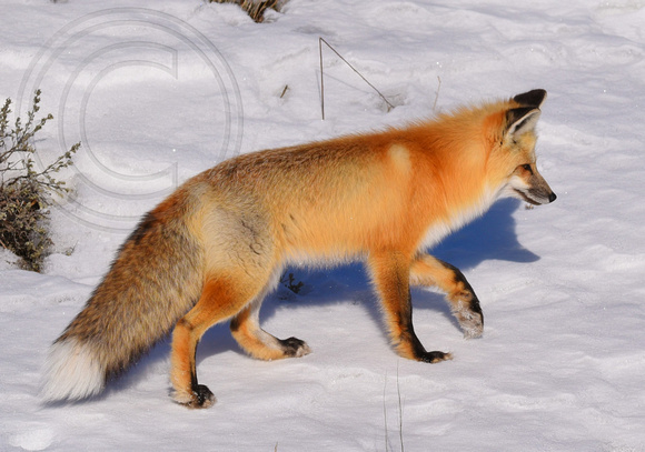 Fox Yellowstone