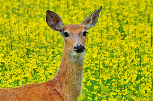 Whitetail Deer