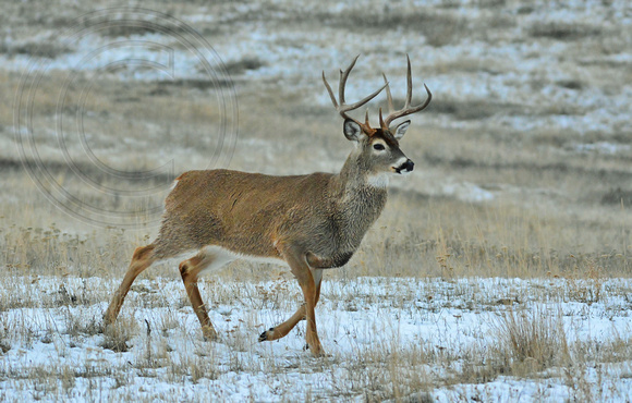 Whitetail Buck